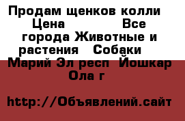 Продам щенков колли › Цена ­ 15 000 - Все города Животные и растения » Собаки   . Марий Эл респ.,Йошкар-Ола г.